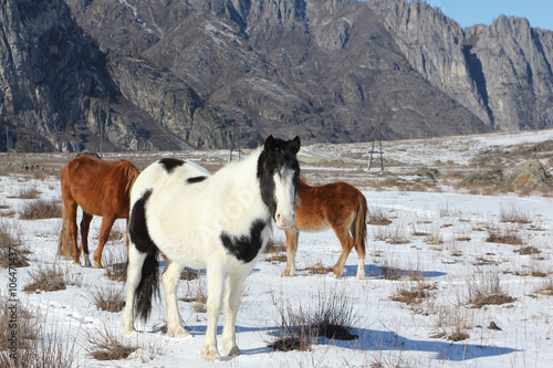 Horses are grazed on a snow glade among mountains in the early spring
 photo