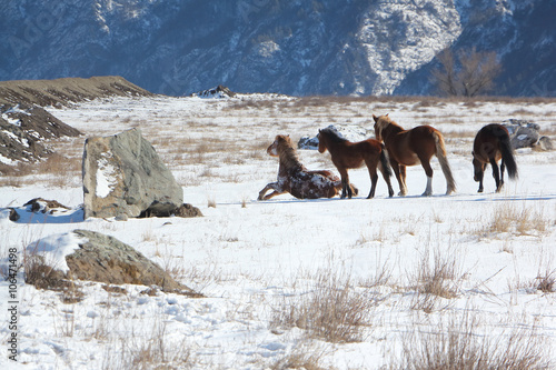 The horse who is getting up from snow on a mountain  pasture at the beginning of spring  