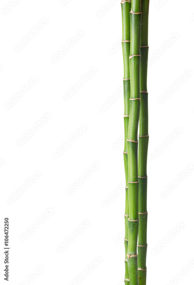 Naklejka premium Bamboo isolated on white background.
