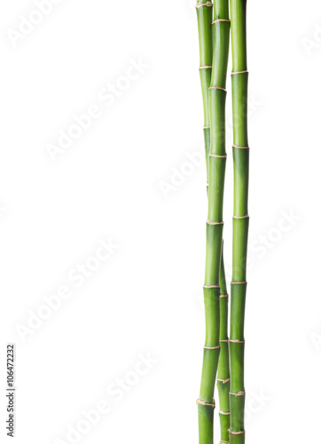 Bamboo isolated on white background.