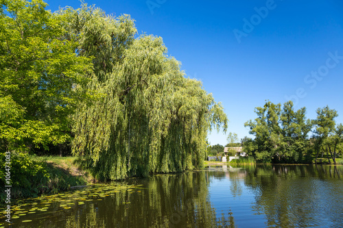 Calm pond and water plants