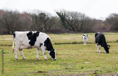 Vaches prim' holstein en pature 