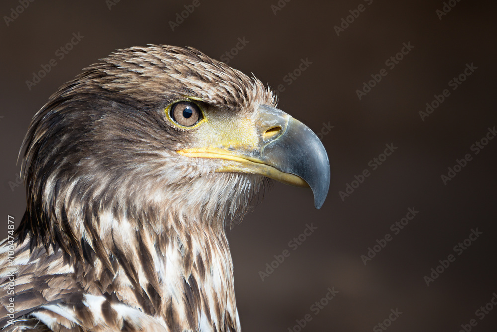 Aquila chrysaetos.Portrait of a golden eagle Aquila chrysaetos.Portrait of a golden eagle