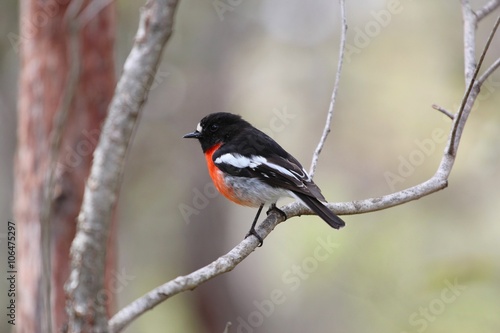 Scarlet robin male, Australie