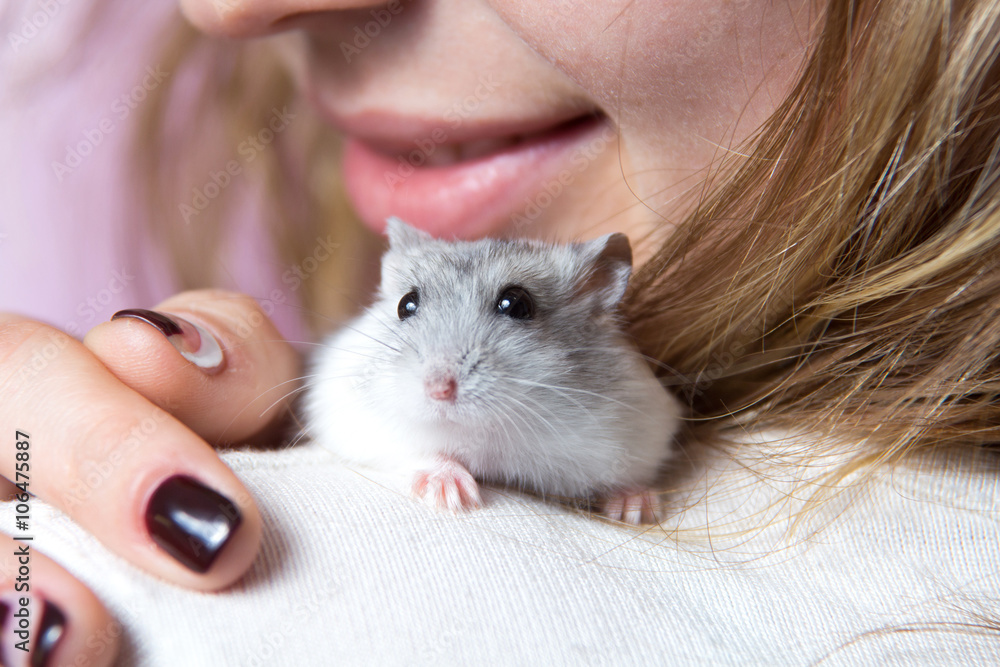 small Jungar hamster on the shoulder of a woman small Jungar hamster on the shoulder of a woman