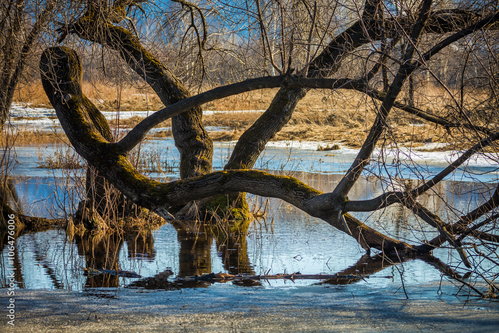 Fototapeta premium spring, flooded trees