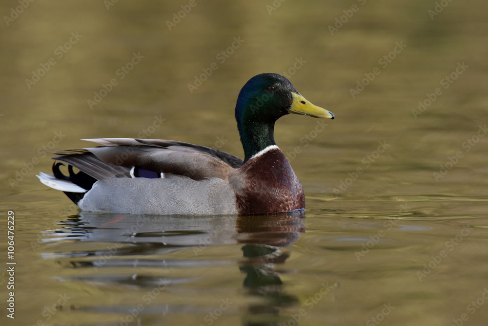 Mallard, Duck, Anas platyrhynchos Mallard, Duck, Anas platyrhynchos