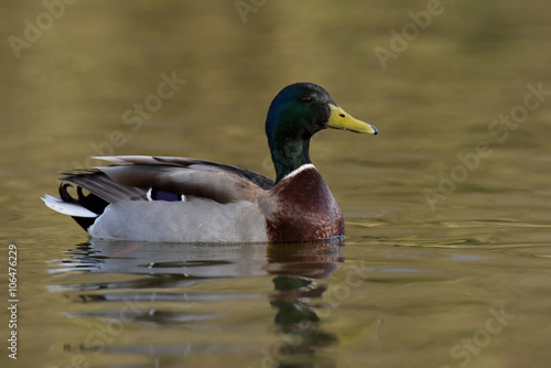 Mallard, Duck, Anas platyrhynchos © Maciej Olszewski
