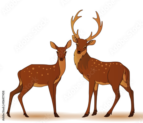 Couple of deers isolated