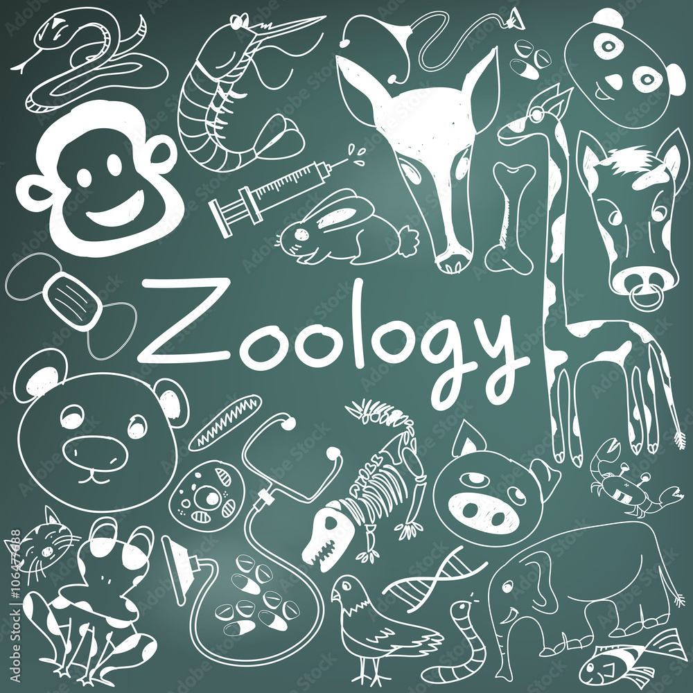 Zoology biology doodle handwriting icons of animal species and education  tools in blackboard background for science presentation or subject title,  create by vector Stock Vector | Adobe Stock