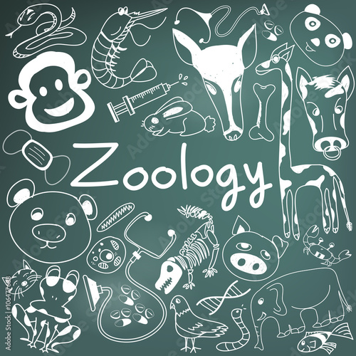 Zoology biology doodle handwriting icons of animal species and education tools in blackboard background for science presentation or subject title, create by vector 