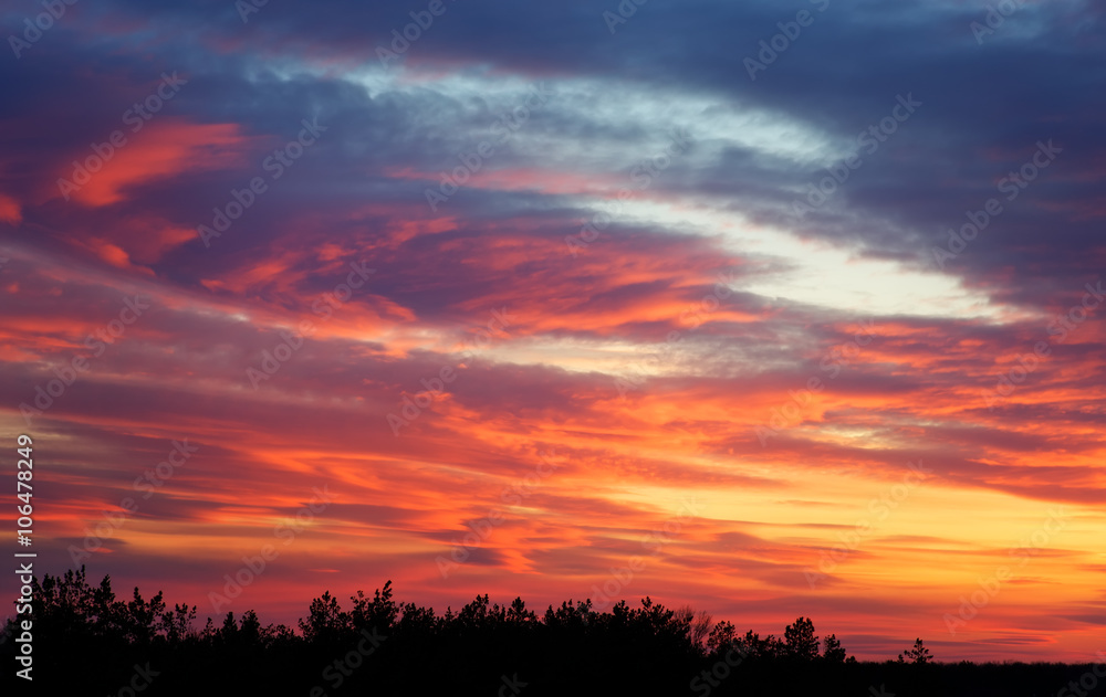 Fototapeta premium Fiery orange sunset sky and trees. Beautiful sky.