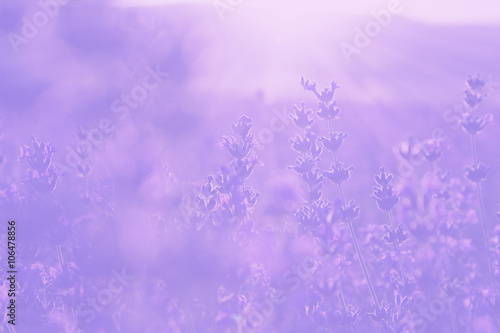 Fototapeta Naklejka Na Ścianę i Meble -  blurred  pale lavender summer background