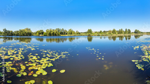 Calm pond and water plants