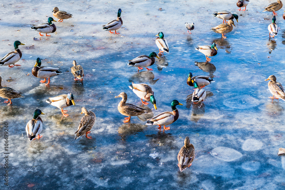 Fototapeta premium Wild ducks on the lake ice in the spring in city park