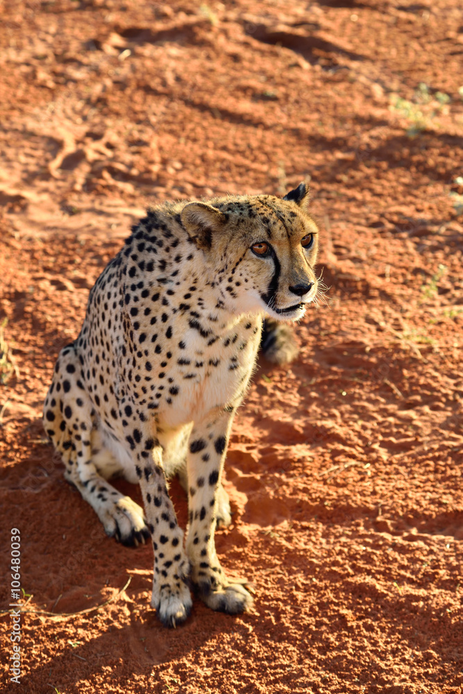 Fototapeta premium Africa. Namibia. Cheetah