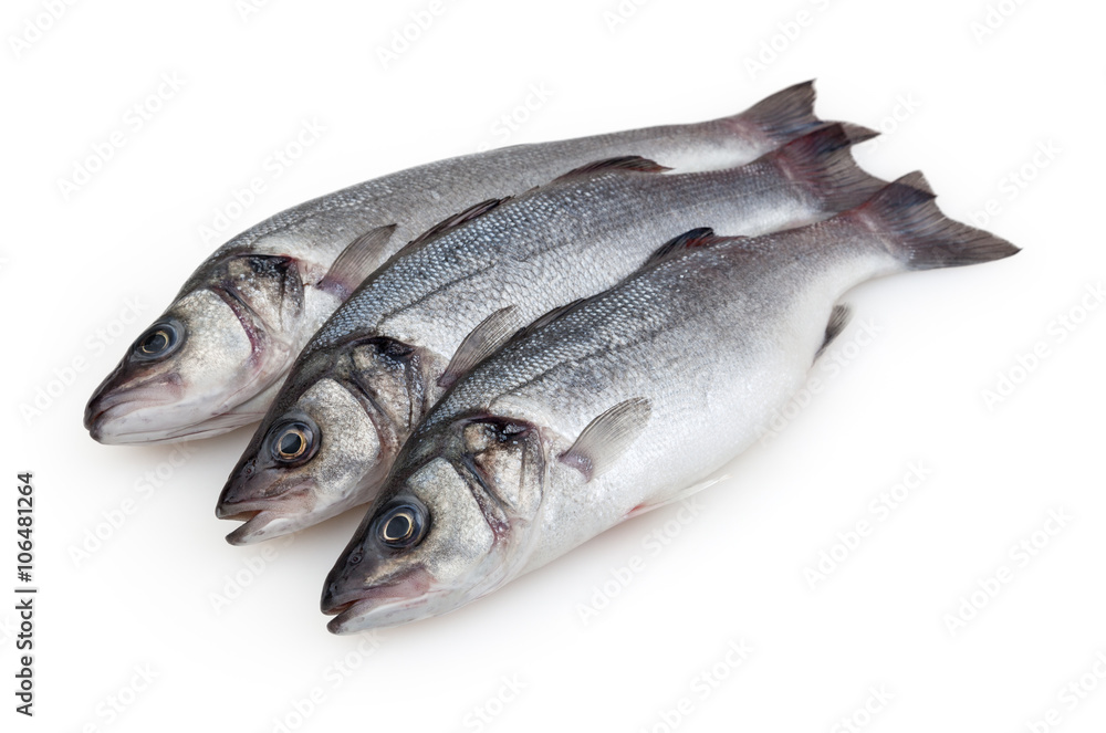 Seabasses isolated on white background with clipping path Seabasses isolated on white background with clipping path