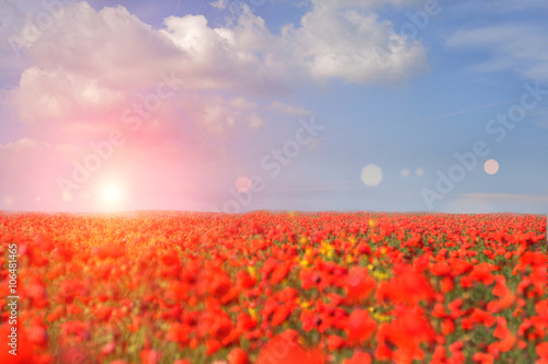 stretching to the horizon Field with blossoming white poppies. The bright sun with rays and solar flares in the sky. Bright sky sinne  