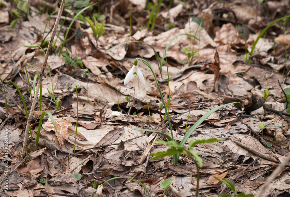 Snowdrops growing on a forest floor.