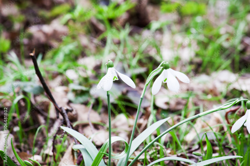 Snowdrops growing on a forest floor. Snowdrops growing on a forest floor.