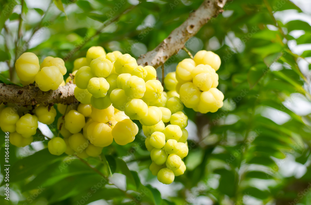 Star gooseberry on the tree,tropical fruit Star gooseberry on the tree,tropical fruit