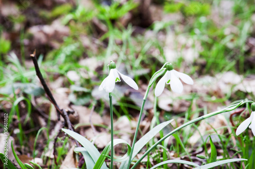 Snowdrops growing on a forest floor.