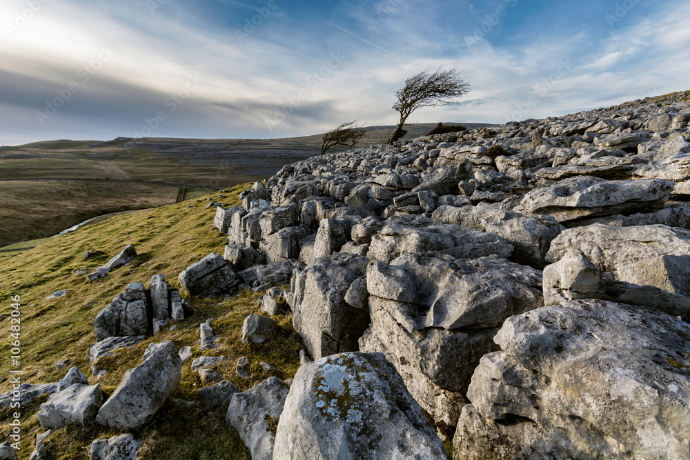 Obraz premium Interesting Limestone pavement with lone windswept tree at Twistleton Scar in North Yorkshire, UK.