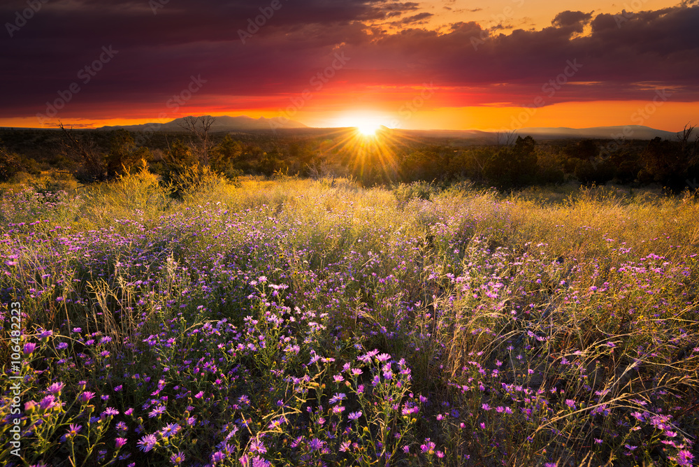 Purple Asters at Sunset