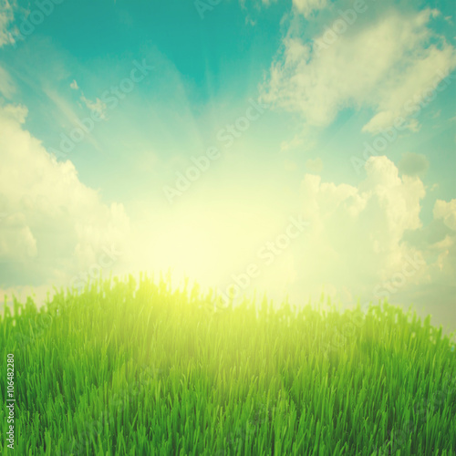 rising sun and green grass under blue sky