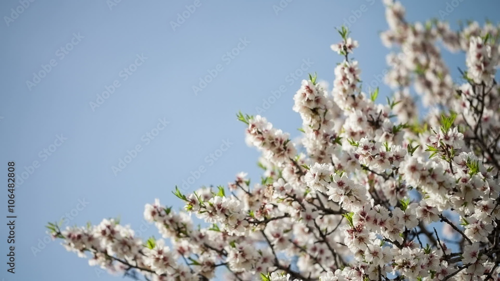 Flowering almond tree against the blue sky Flowering almond tree against the blue sky
