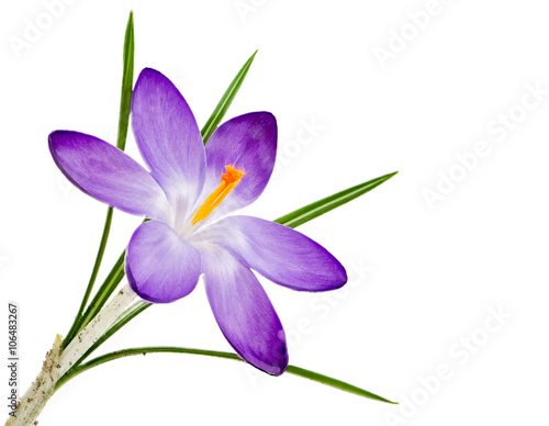 Isolated purple crocus flower blossom