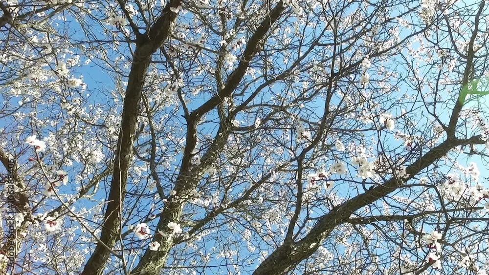 Flowering apricot tree on a background of blue sky Flowering apricot tree on a background of blue sky