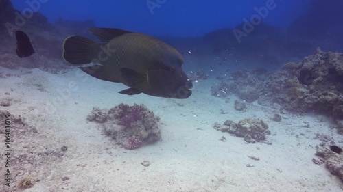 Napoleon Fish on Coral Reef