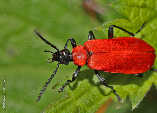 Red Lily Beetle on a leaf © jarn