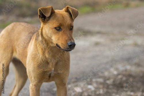 Outdoor portrait of stray female dog looking with stare