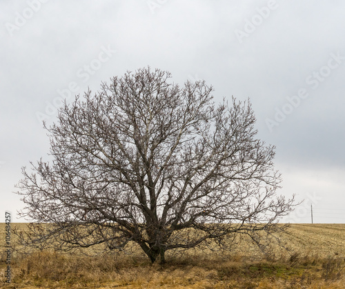 Obraz na plátně Lonely branchy walnut tree on an edge of agricultural fields in Ukraine
