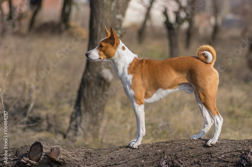 Full body portrait of Basenji dog standing on a tree branch