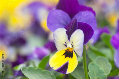 Violet  white and yellow pansy flowers in the garden. closeup