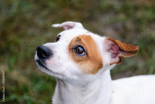 Jack Russell Terrier dog face with begging expression