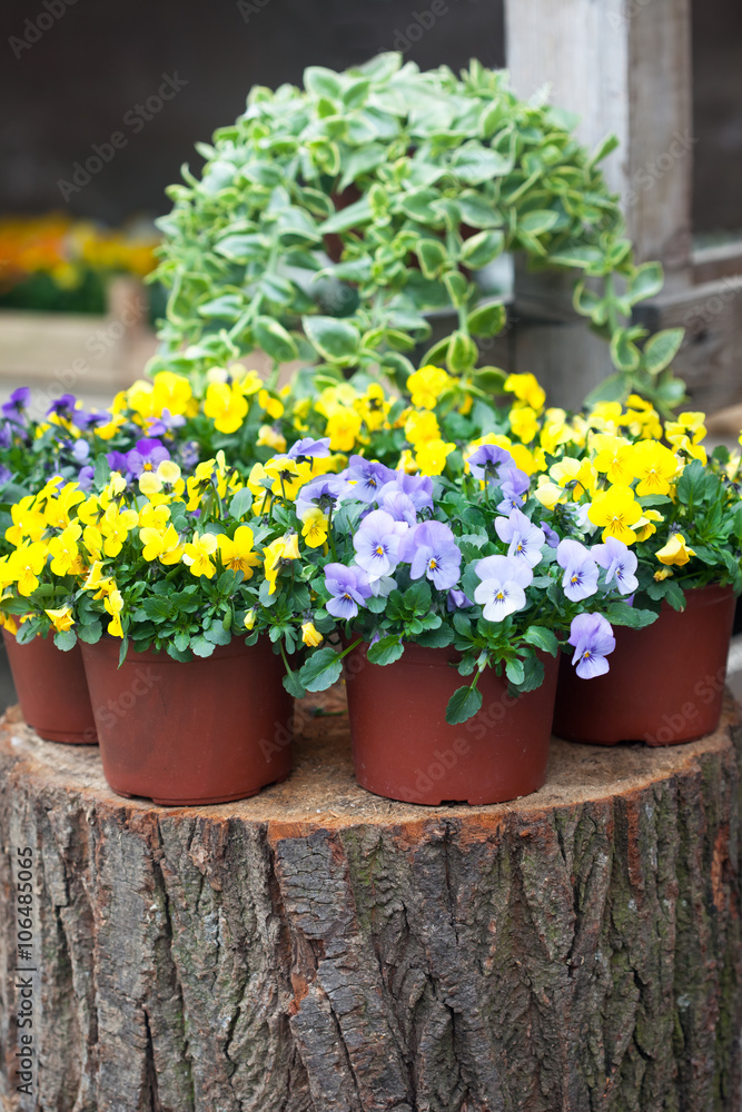Springtime garden full of violet and yellow violas Springtime garden full of violet and yellow violas