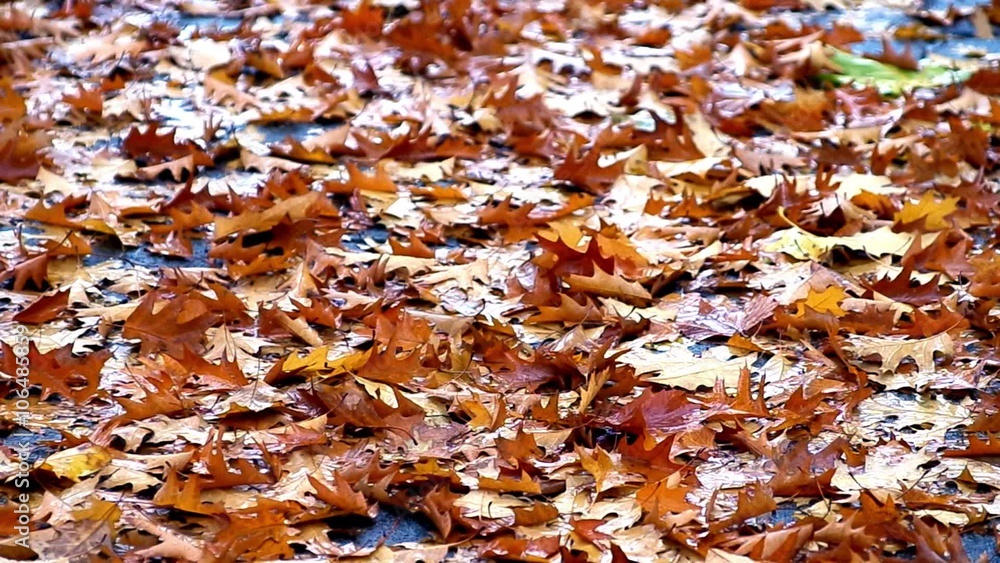 Autumn mood. Gloomy autumn day. Summer goes. Autumn mood. Gloomy autumn day. Summer goes.