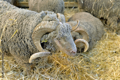 moutons en bergerie photo