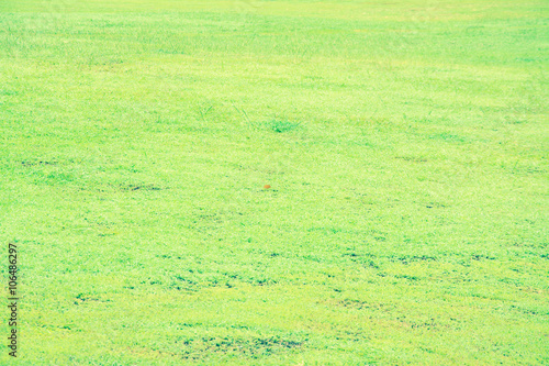 grass lawn background