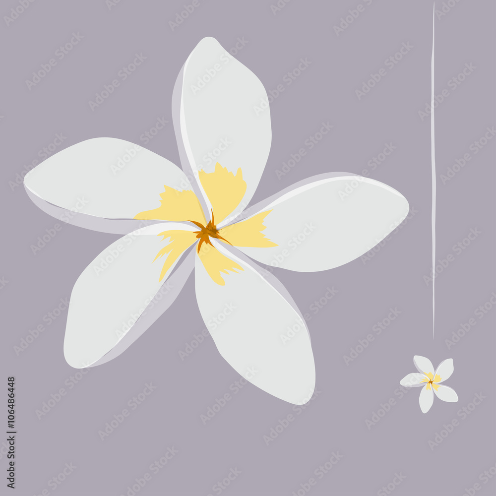 Jasmine Flowers Vector Illustration Jasmine Flowers Vector Illustration