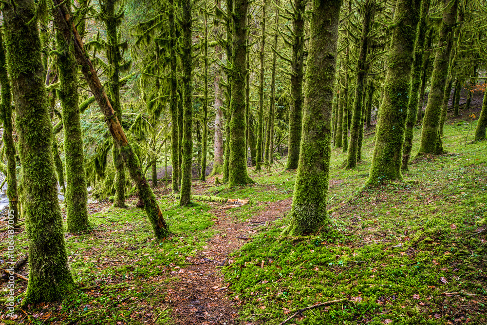 Naklejka premium Verte forêt