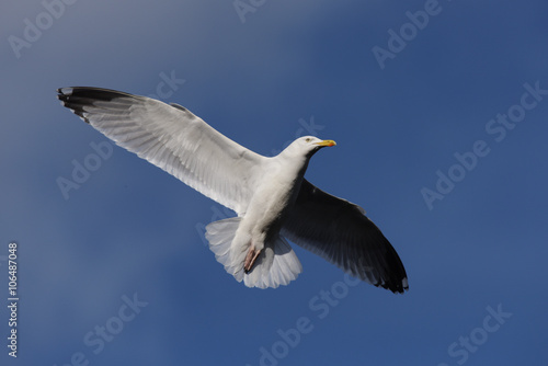 European Herring Gull  Larus argentatus