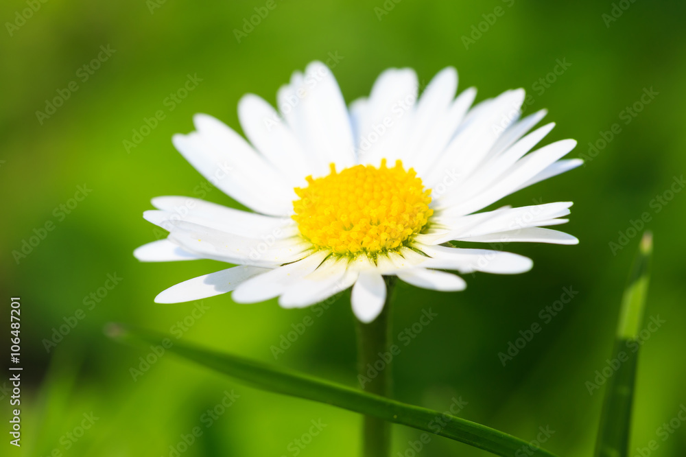 Fototapeta premium Beautiful spring daisy,floral background,macro photography
