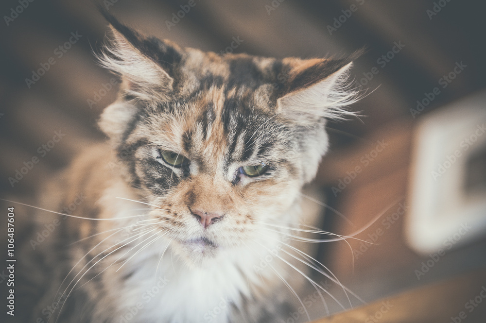 Portrait de chat main coon Portrait de chat main coon