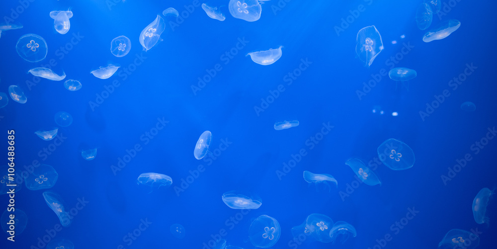 Jelly fish on blue background　ミズクラゲの群れ 青い背景