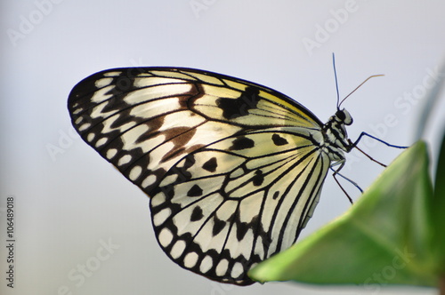 Papillon en transparence